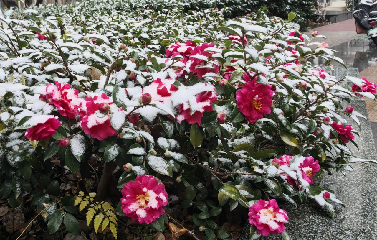 江浙沪都下雪了苏州2026第—场雪，山茶花红装素裹，绿化带银粟扶枝，老樟树轻霜栖