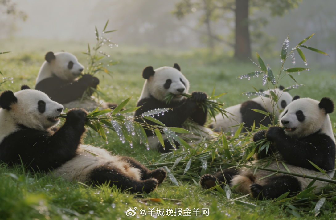 #早安# 清晨漫步在大熊猫乐园，看圆滚滚的团子慵懒打滚、慢悠悠啃着翠竹，风都变得