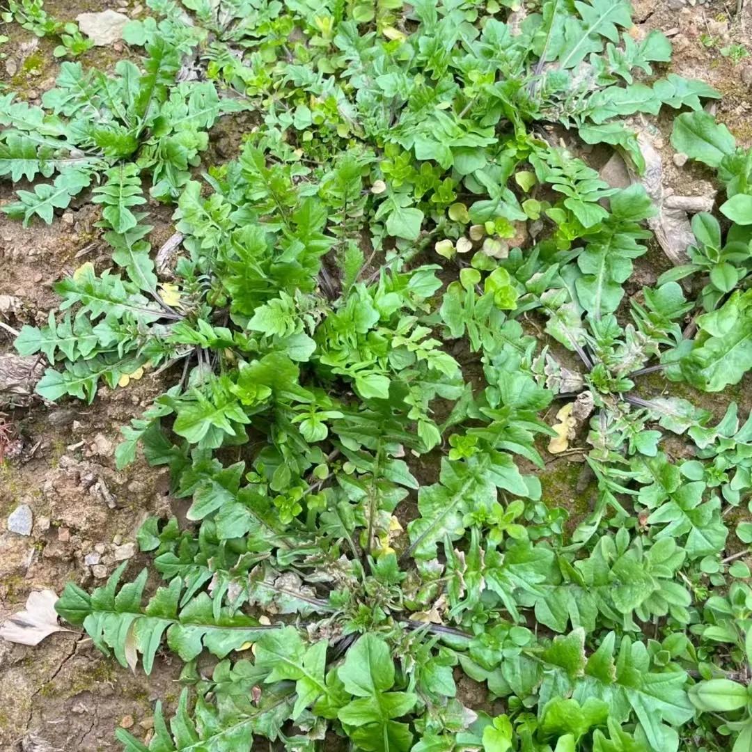 挖荠菜
拨雪挑来叶转青，
自删自煮作杯羹。
宝阶香砌何曾识，
偏向寒门满地生。