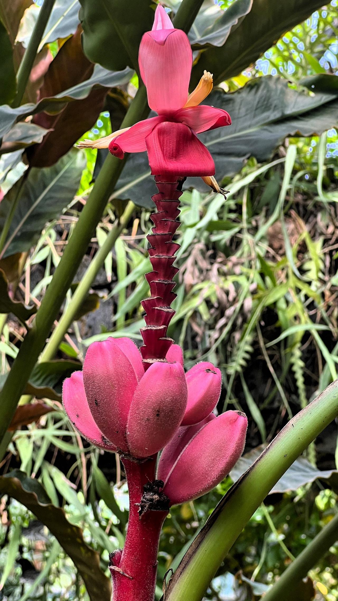 分享一下你随手拍下的照片华南植物园赏花：粉嫩的花苞与翠绿的叶子相映成趣，生机勃勃