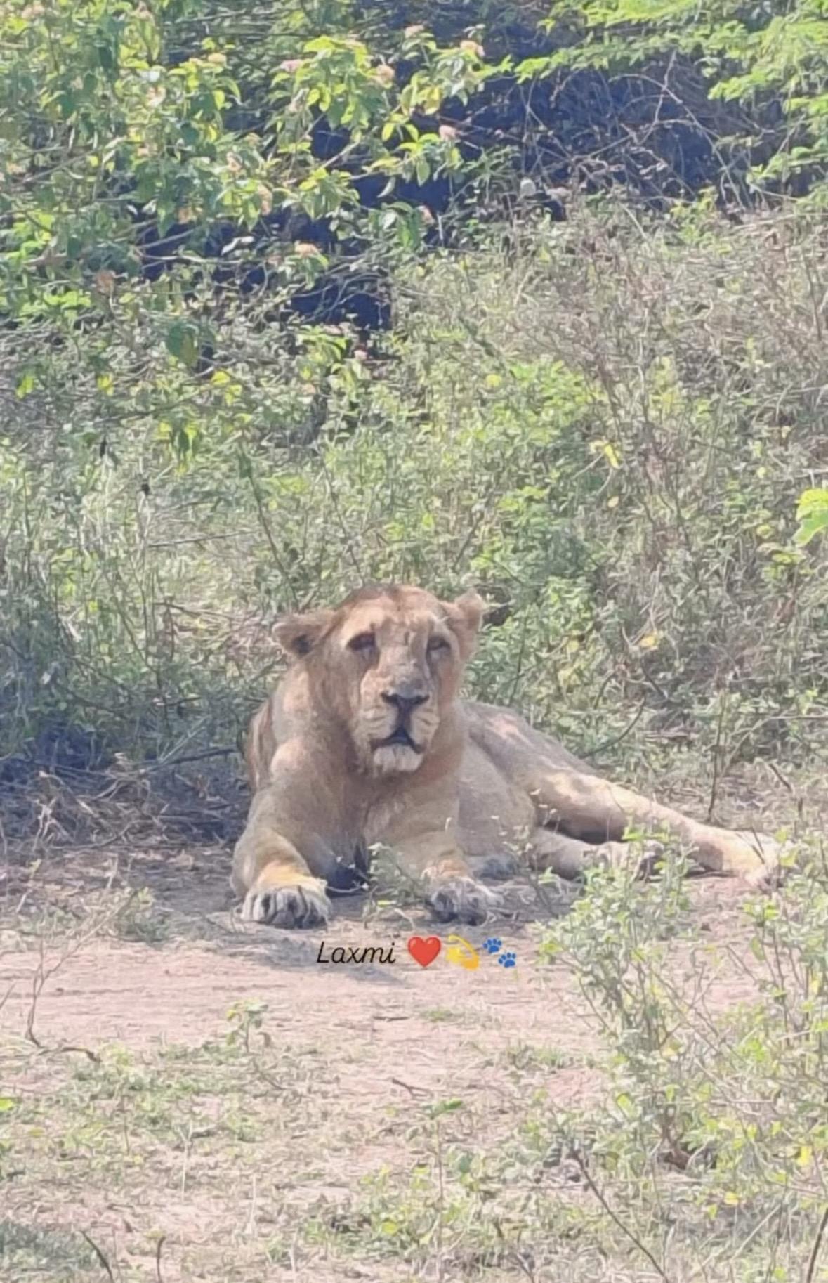 18岁的母狮拉什米状态依旧很好。拉什米是吉尔公园最伟大的母狮之一，曾经...