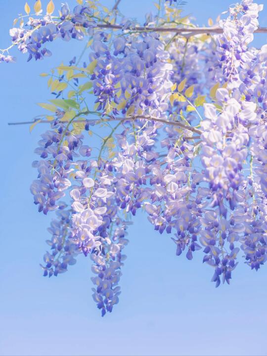 🎨｜春日清透感奶油紫藤花调色教程来了！