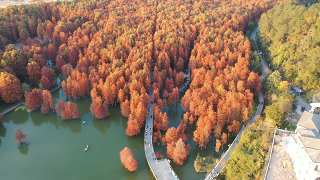|青山湖水上森林正当“红”，周末约吗