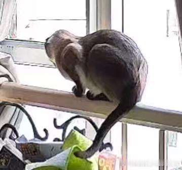 49784【丑猫】猫在峨眉山。 （已获得友人同意 请猫友们鉴赏此猫猴） 