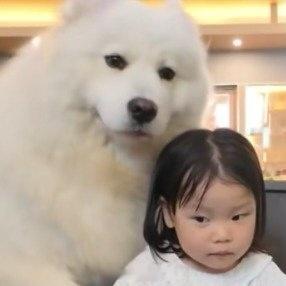 狗狗和小女孩合影双方都很紧张 西安·华严寺