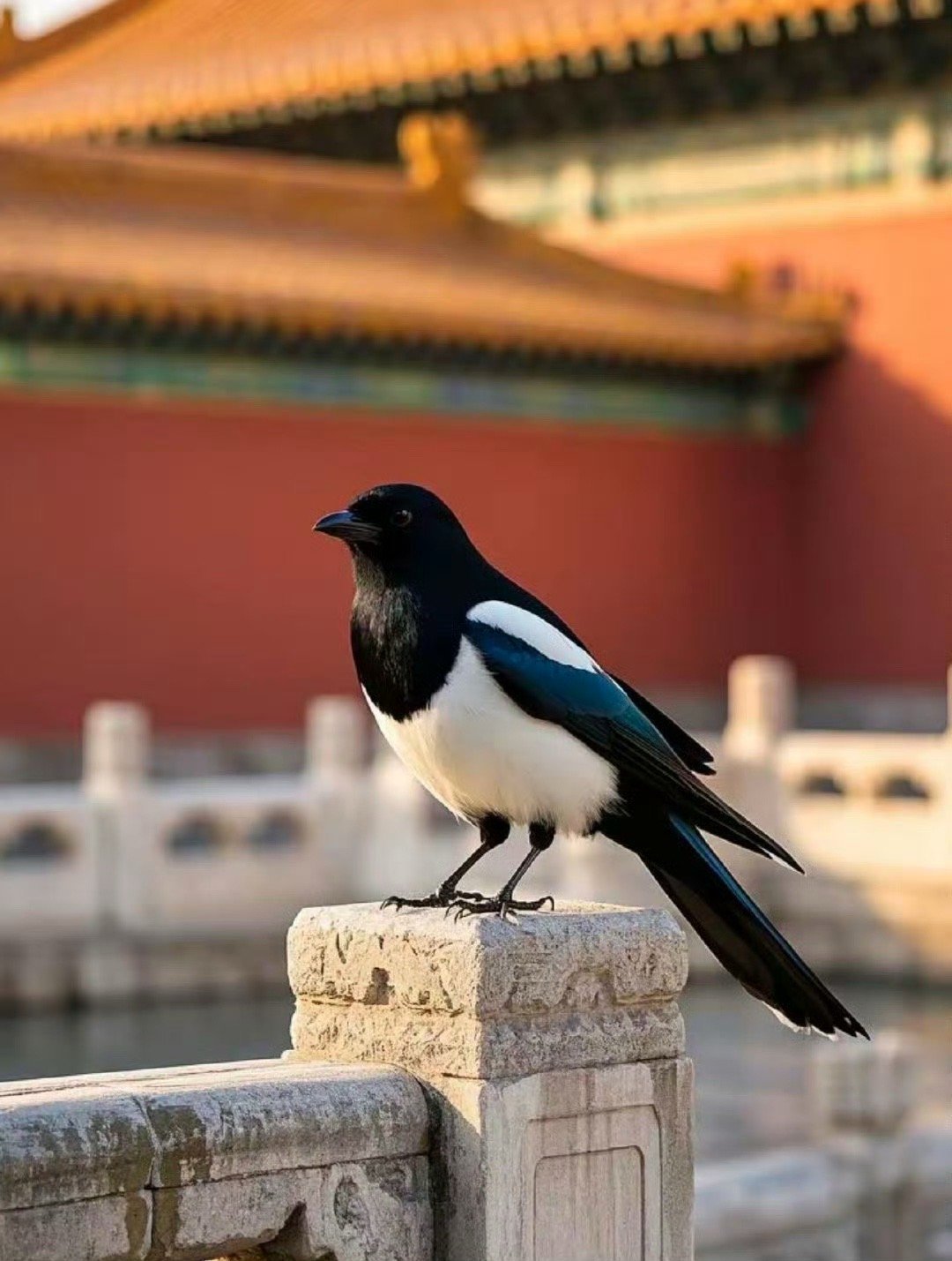 点赞这只喜鹊，2026年的第一个月你将迎来好运！ 