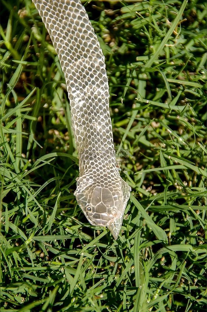 采药人山间遇5米长巨蛇蜕皮，吓得连退三步！背后真相戳中无数人

61岁的老药农吴