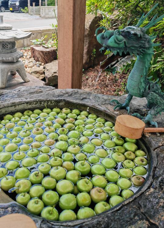 🍏青苹果神社🍏