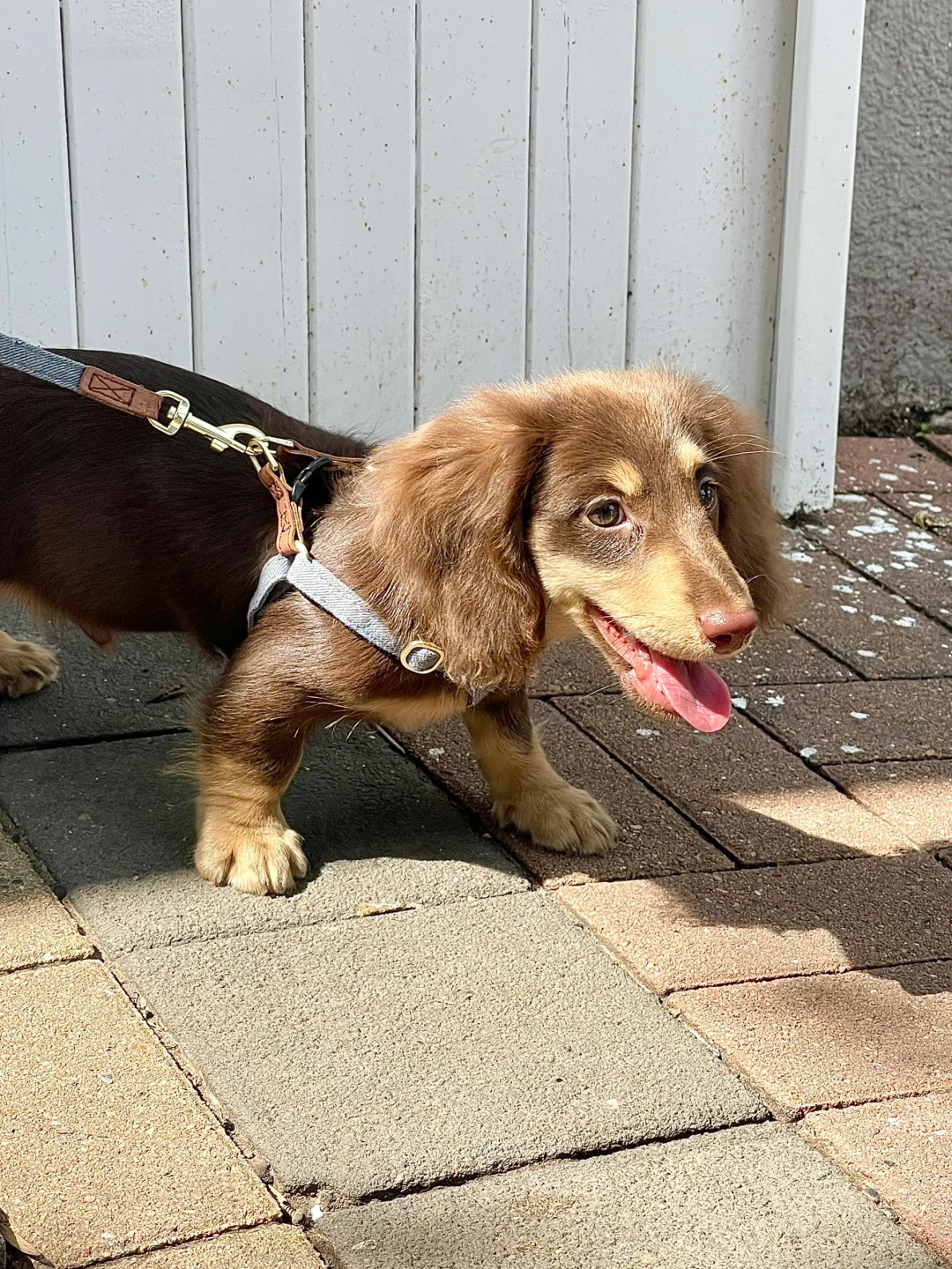 玩了一天狗🐶开心鼠了🤍