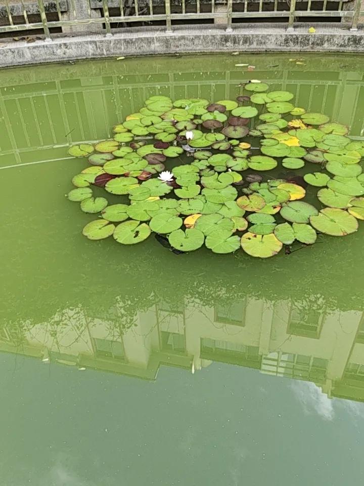 昆明这小池塘绝了！睡莲开得那叫一个漂亮，粉的、白的花朵，像娇羞的少女立在水面上。