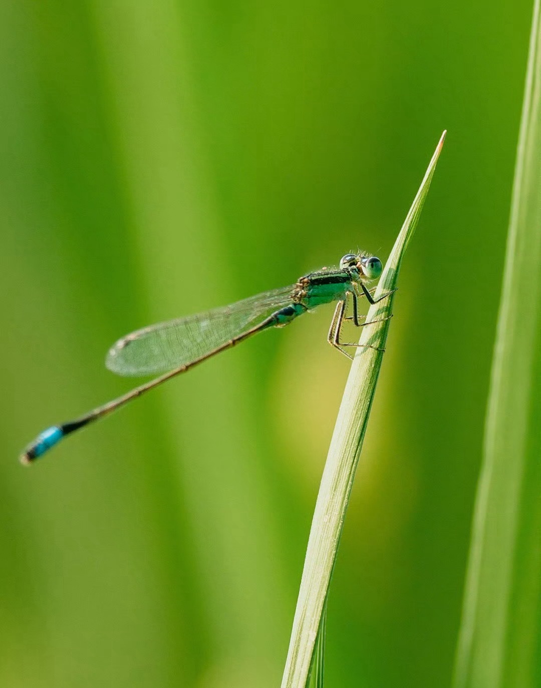 哈苏一亿像素有多夸张？放大图片，一起抓蜻蜓