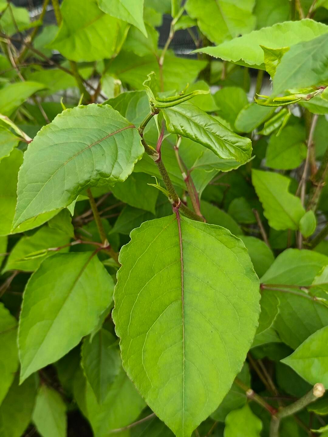 奇妙生物圈植物科普 | 救命！挖到植物界的“宝藏侠”虎杖！反差感绝了！！ 家人们