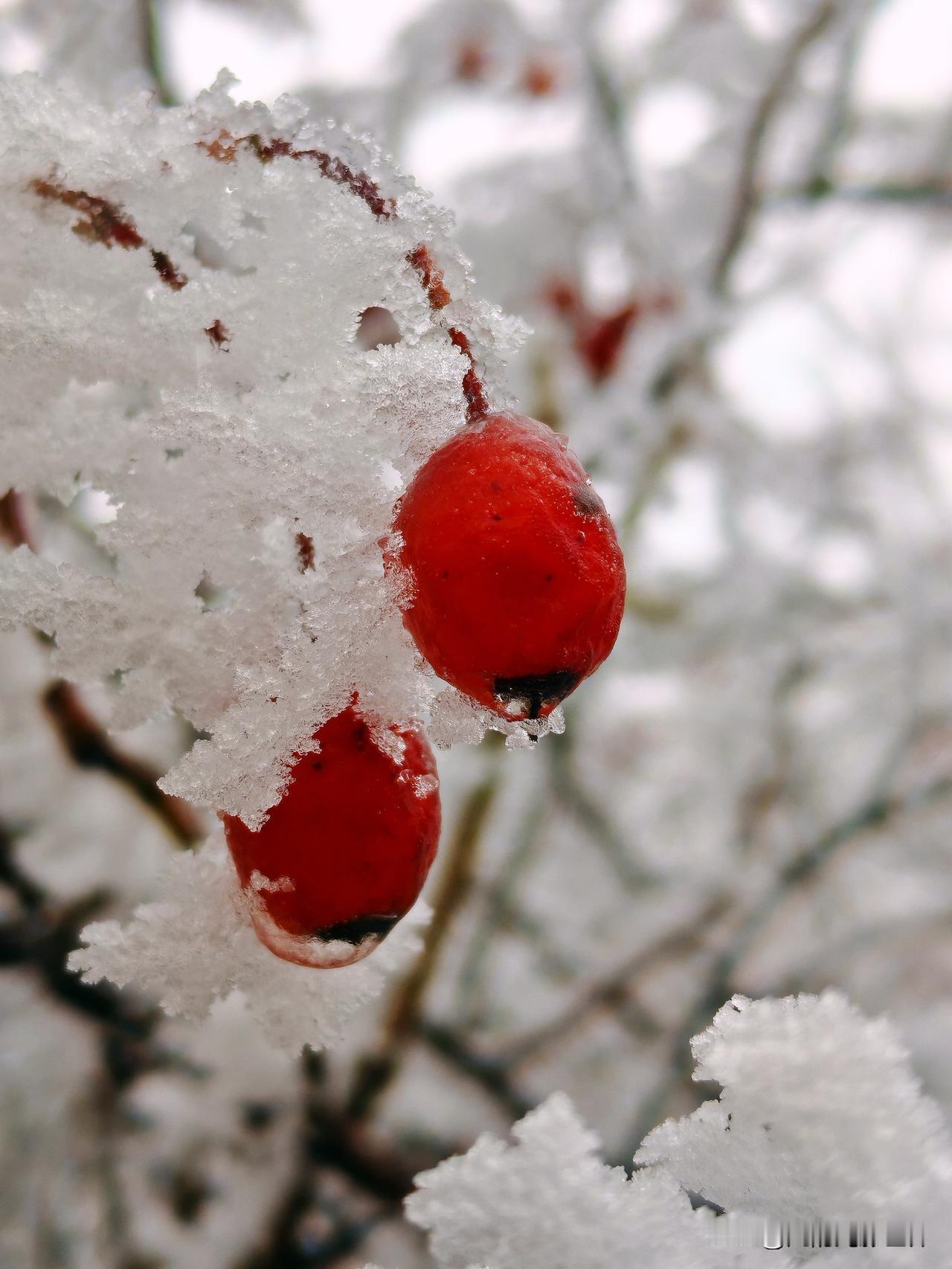 冬日茶饮记录 冬天三五好友围炉煮茶是很美的一件事，一把小壶一个小泥炉，加炭火水开