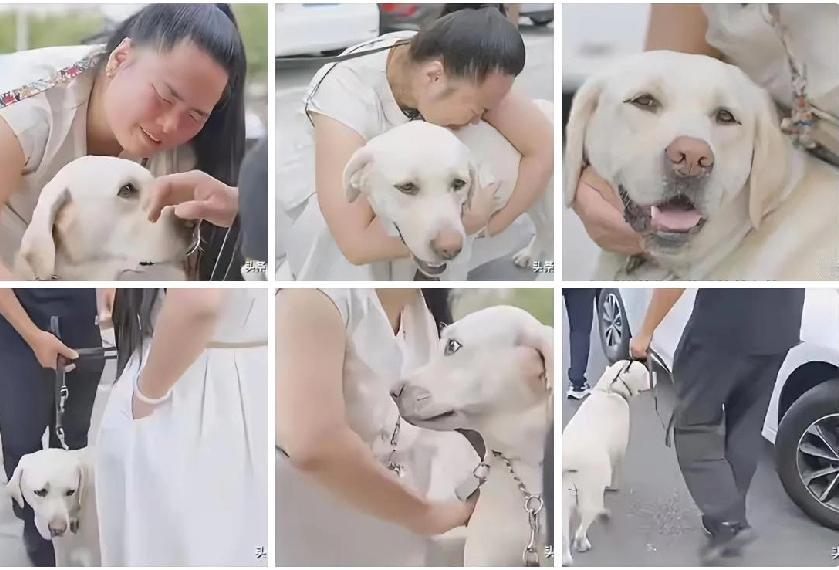 带主人爬泰山的导盲犬芬迪终于返回大连基地！尽管王女士表现得恋恋不舍，连声呼唤“早