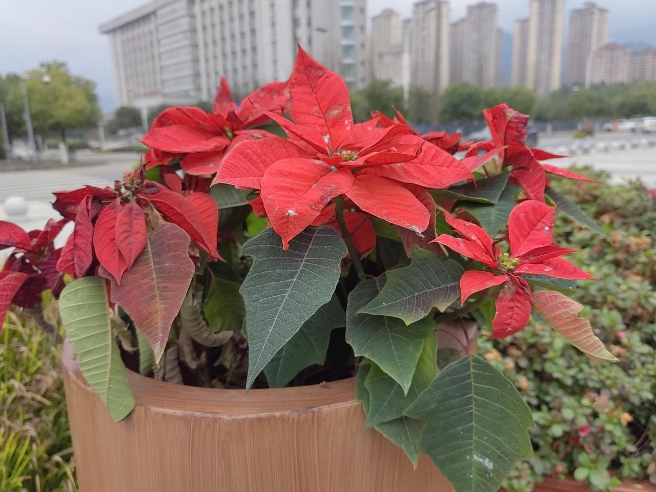 《红艳艳的花朵如火焰》

漫步公园心愉悦
火红花朵吸我眼
来到花台驻足观
喜庆洋