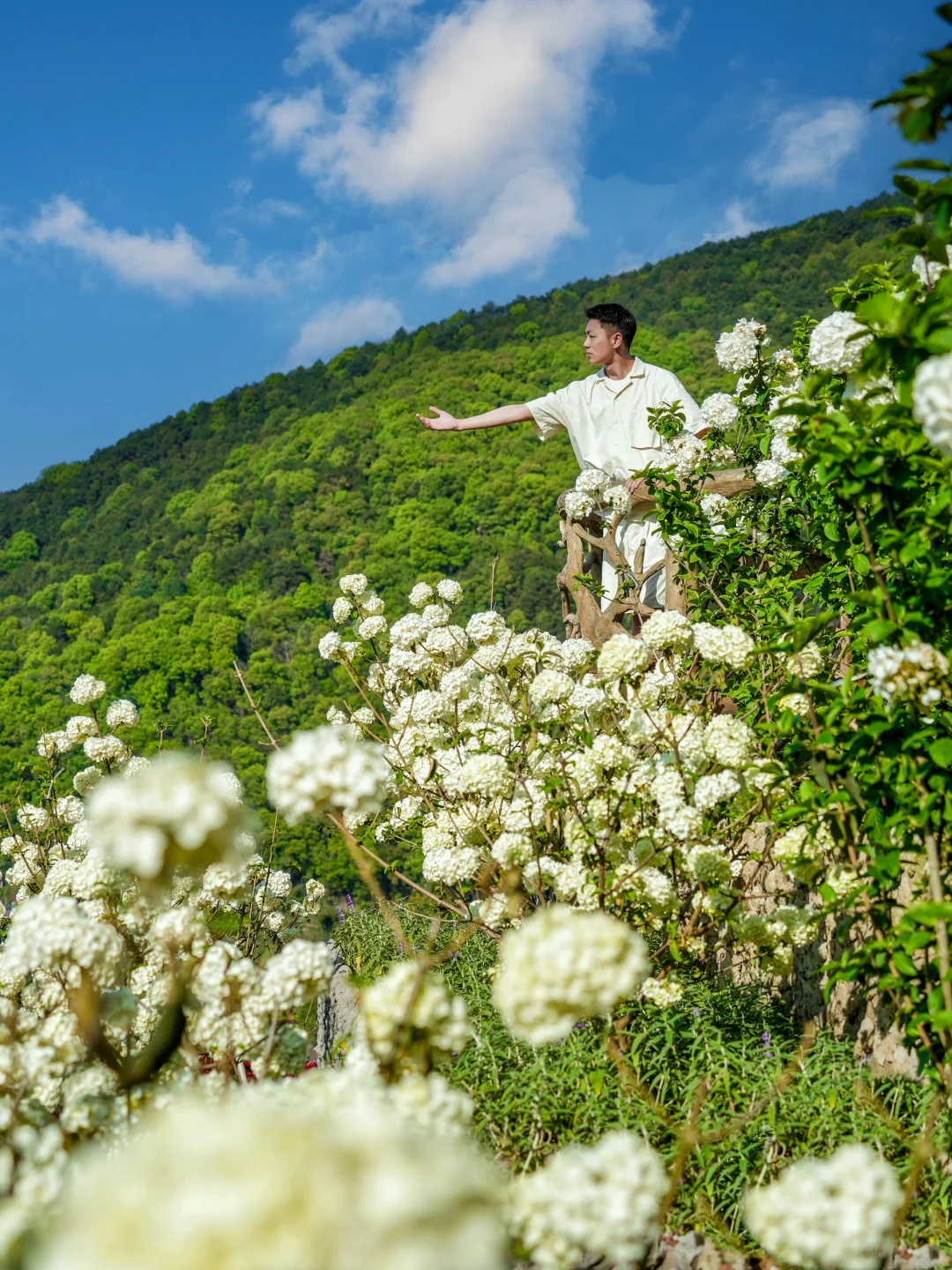 一头扎进花海❗找到重庆主城木绣球天🌸板