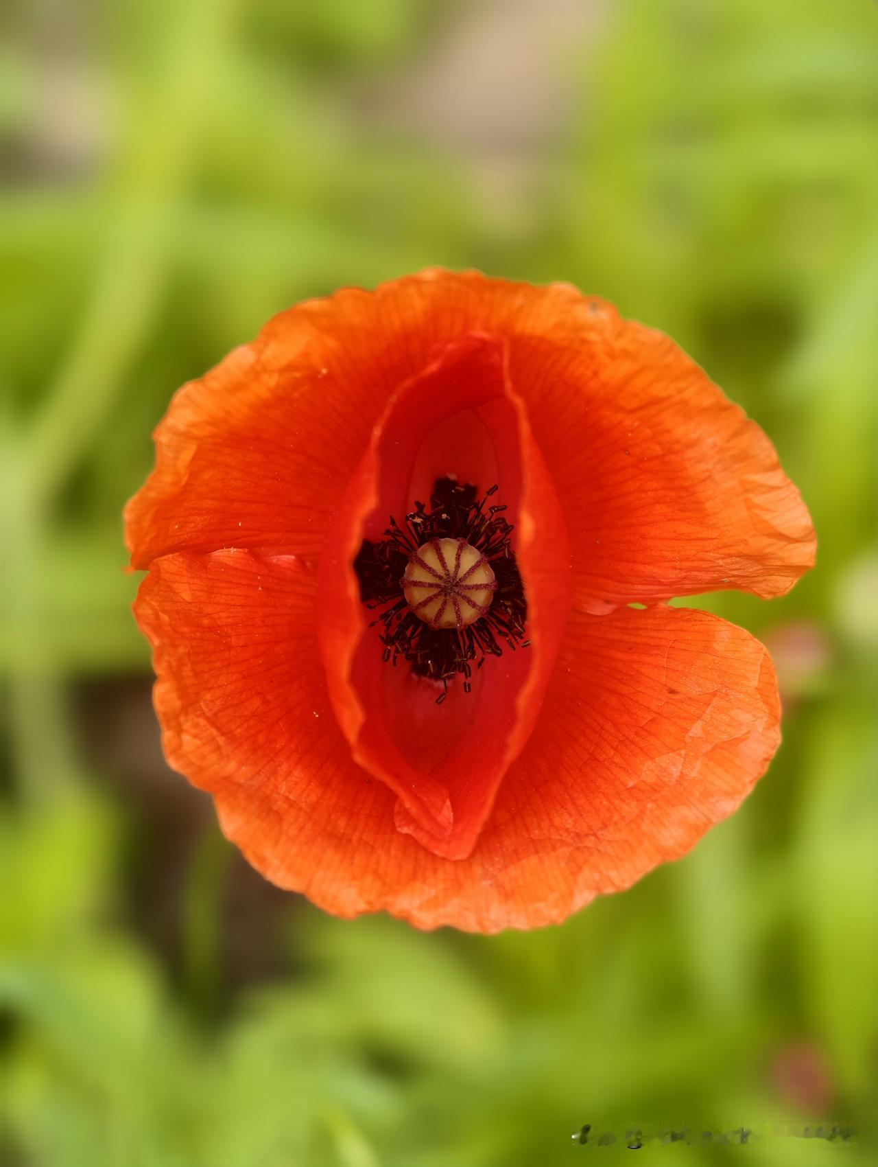 晒图笔记大赛虞美人