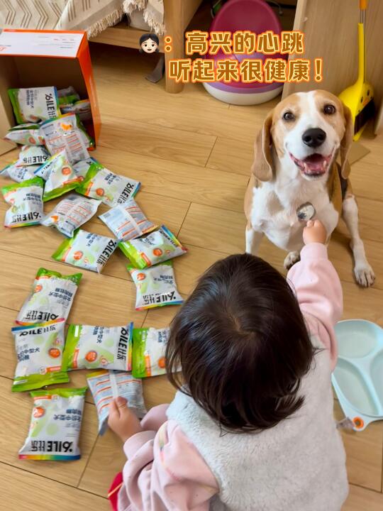 带娃三年的7岁狗哥，比格犬永动机的喂养心得