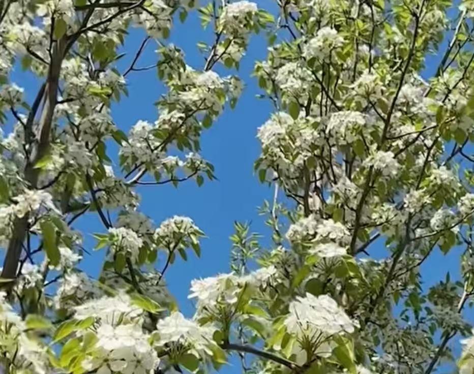 梨花盛开，‌忽如一夜春风来，千树万树梨花开‌！最美的时光刻短暂而美好！梨花观赏地