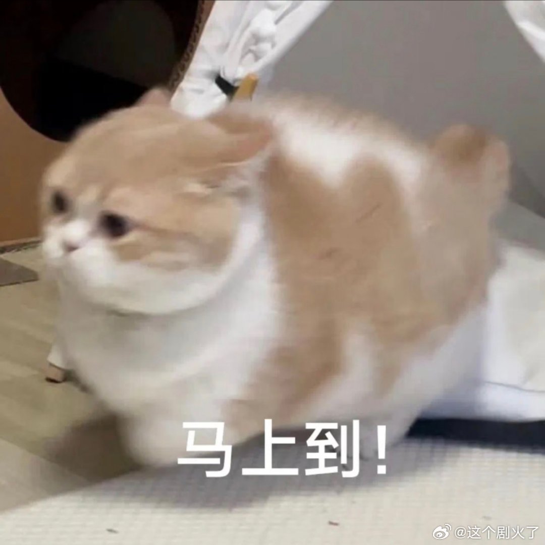 猫咪表情包太可爱了吧！ 