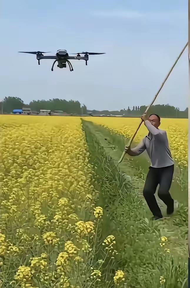 好家伙！一边是油菜花开，春意盎然；另一边却是大量的蜜蜂死去，蜂农欲哭无泪。

湖