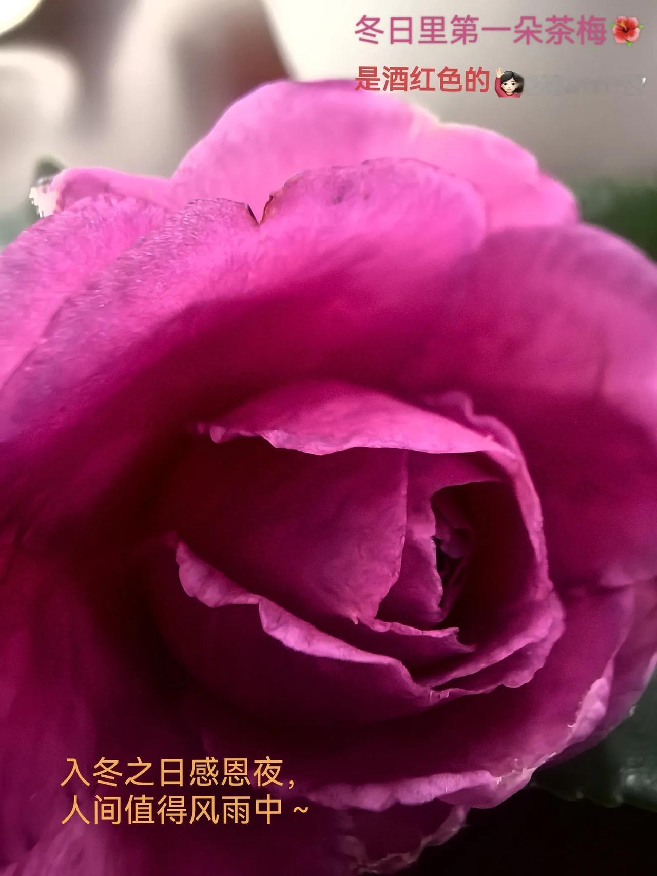 入冬之日感恩夜，
人间值得风雨中～[爱慕]
——入冬之日的第一朵茶梅，是酒红色的