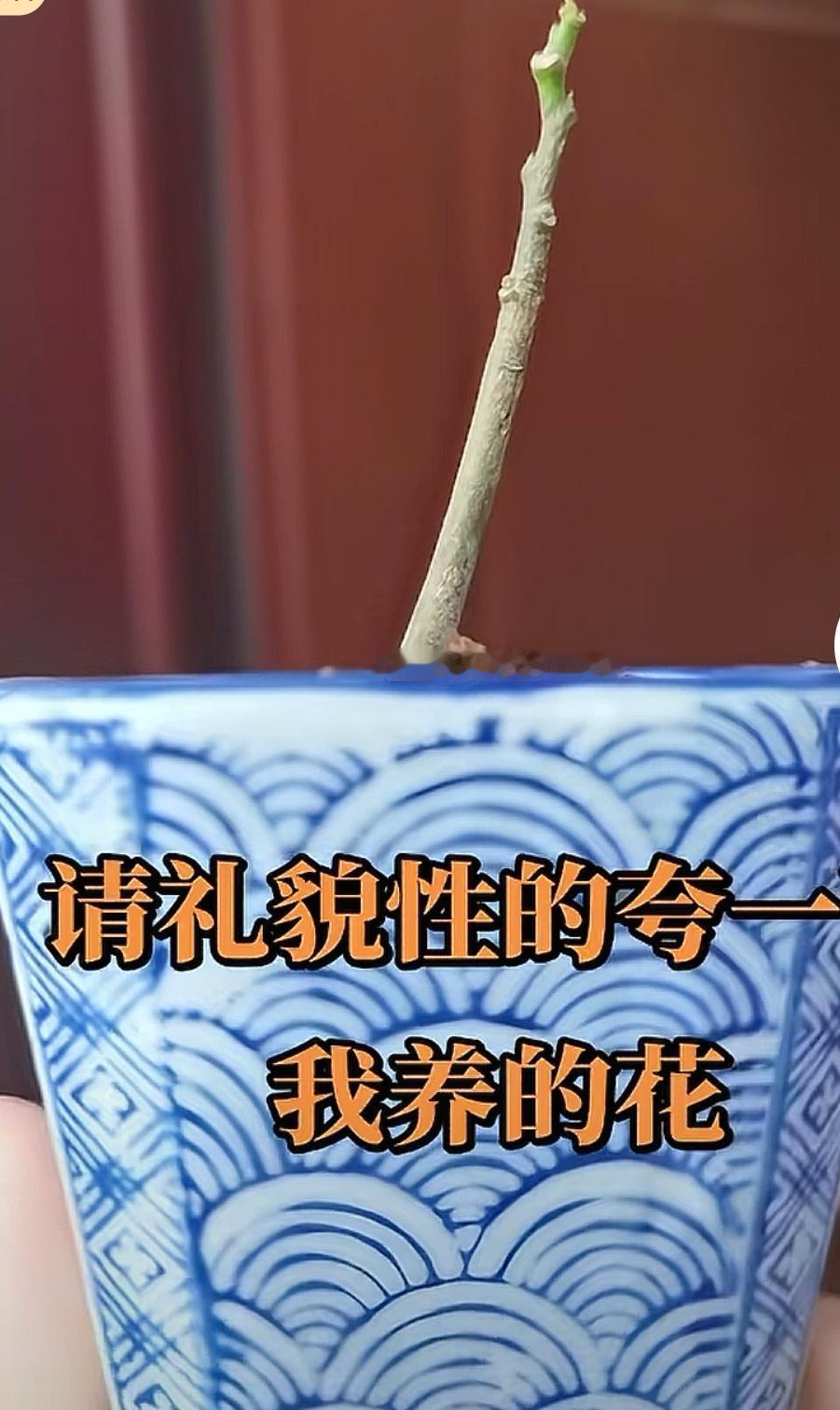 又是在评论区笑的肚子抽筋的一天

刷抖音，看到一位网友，拿着一个青花瓷的花盆，里