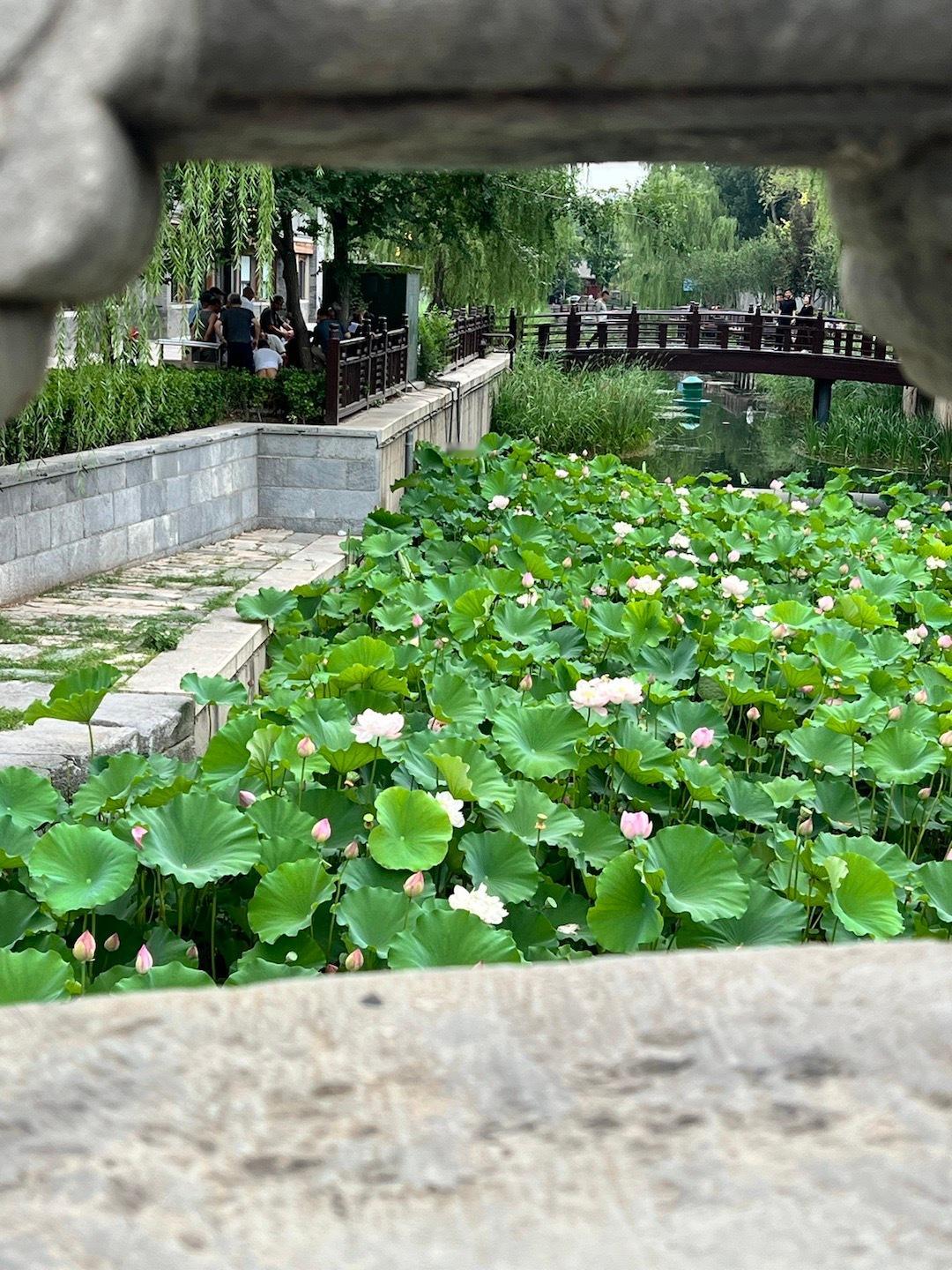转眼已经快回国一年了呀，北京永远是盛夏的样子 ​​​