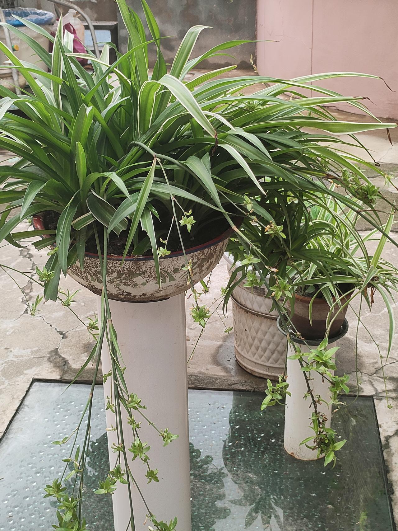 真心话茶局几盆绿植静静摆在院中，吊兰抽出细长藤蔓，垂落满盆细碎小苗，叶片带着清爽