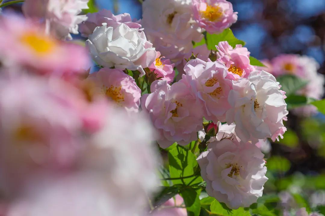 寻美河南 谁能想到，暮春的开封，居然把四季花海都集齐了🌼打破固有认知，原来秋天