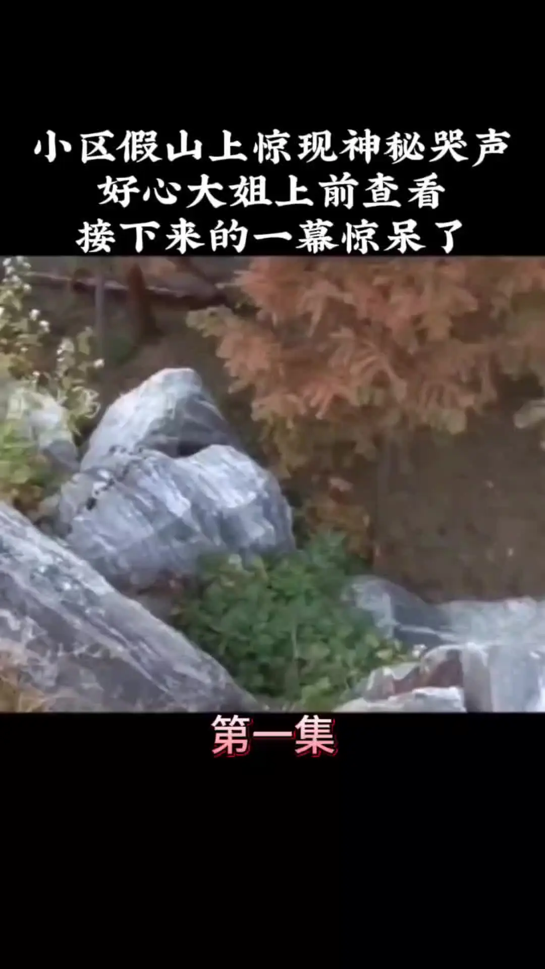 我的观影报告 动物世界 动物的迷惑行为