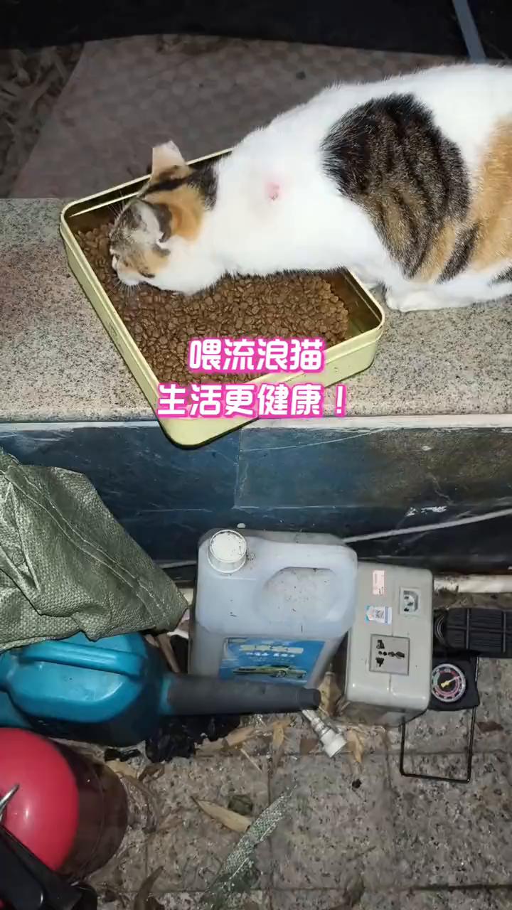 喂流浪猫生活更健康。
视频中的流浪三花猫已经绝育，期待领养。喂流浪猫让我的生活更