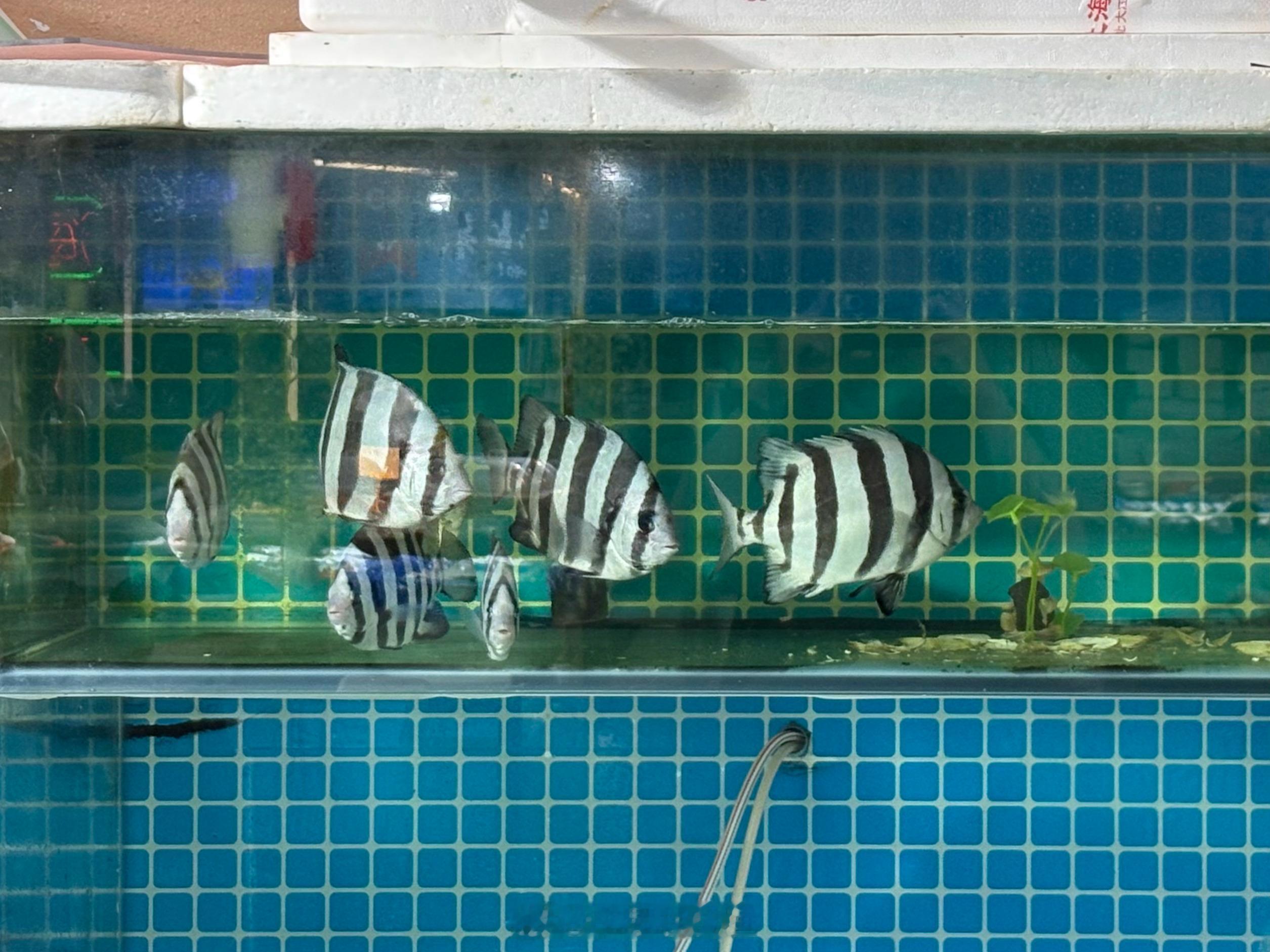青岛海鲜市场摊主们标配的本地原生宠物，条石鲷/Oplegnathus fasci