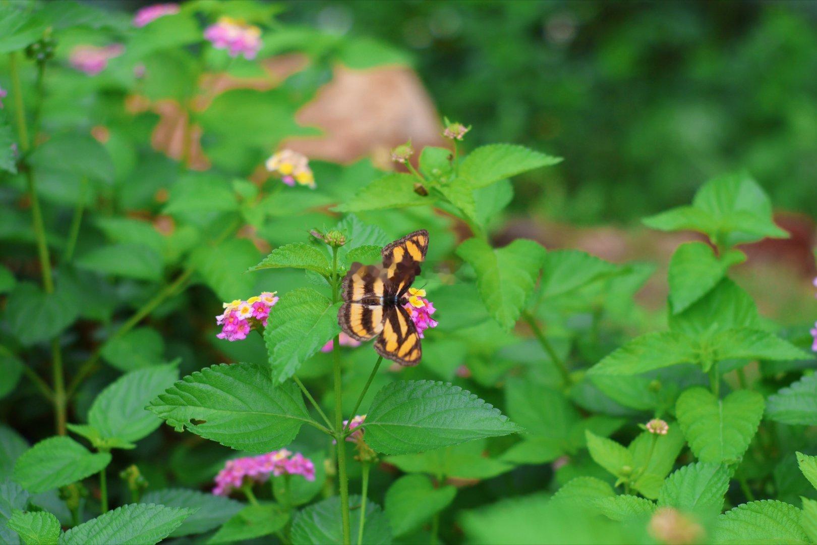 #万物有灵# 花花草草里的小蜜蜂和小蝴蝶。这段时间也是万物生长的时期，能够用镜头