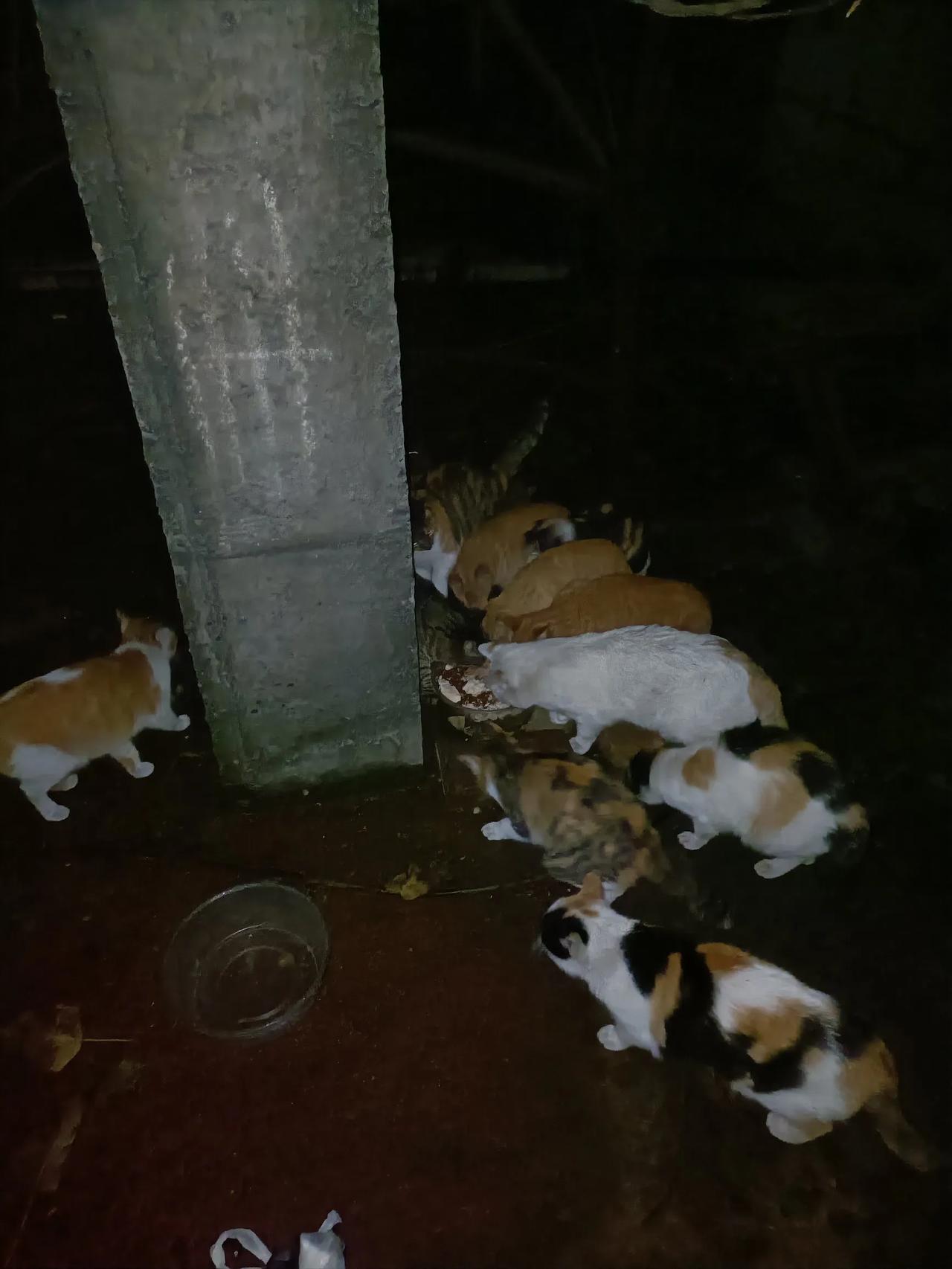 雨后的秋夜格外阴冷，能吃上美味的鱼和鸡脯肉，对流浪猫来说是一件最惬意幸福的事了！