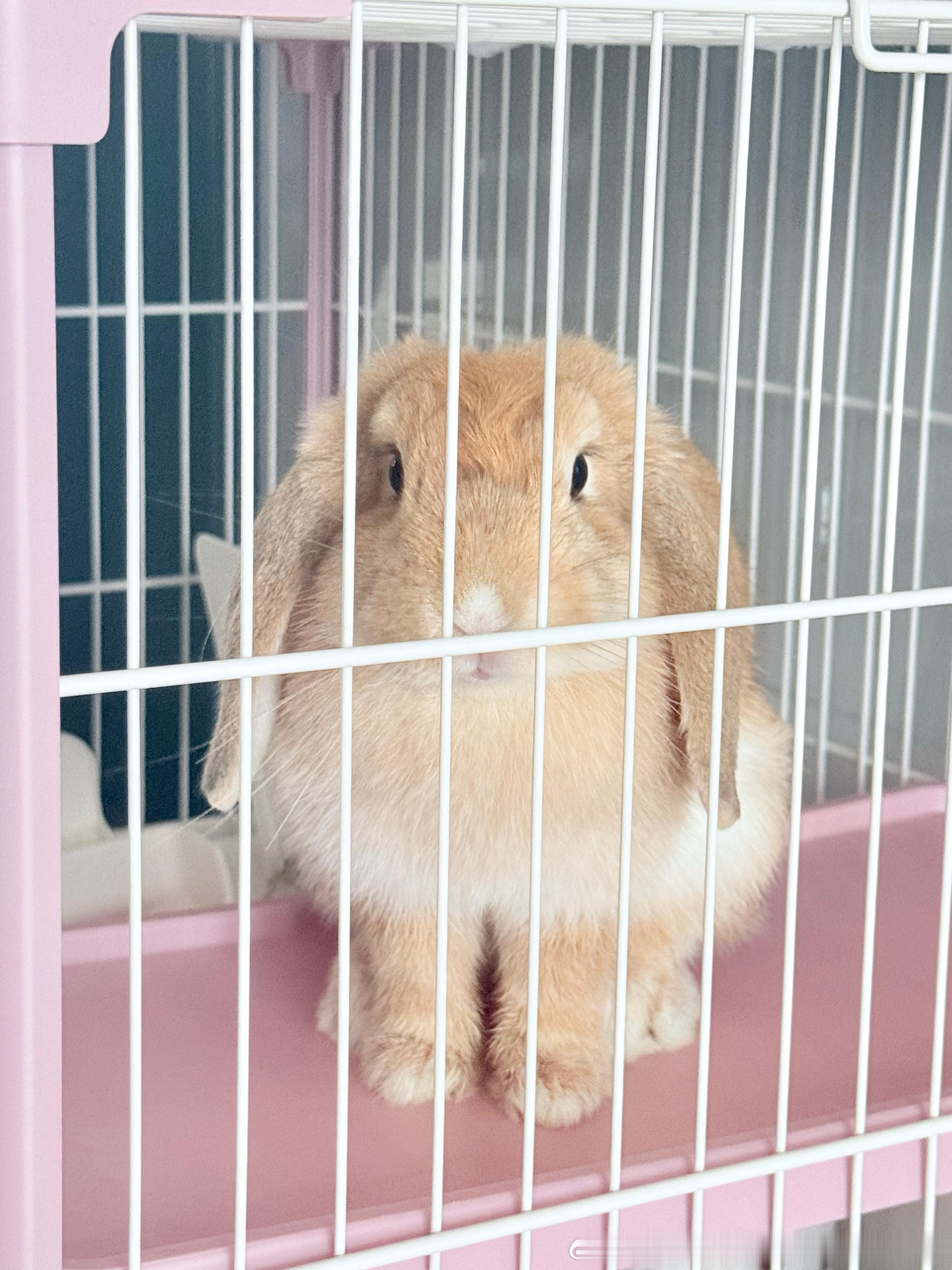 14267🐇【黄皮肤才对】 