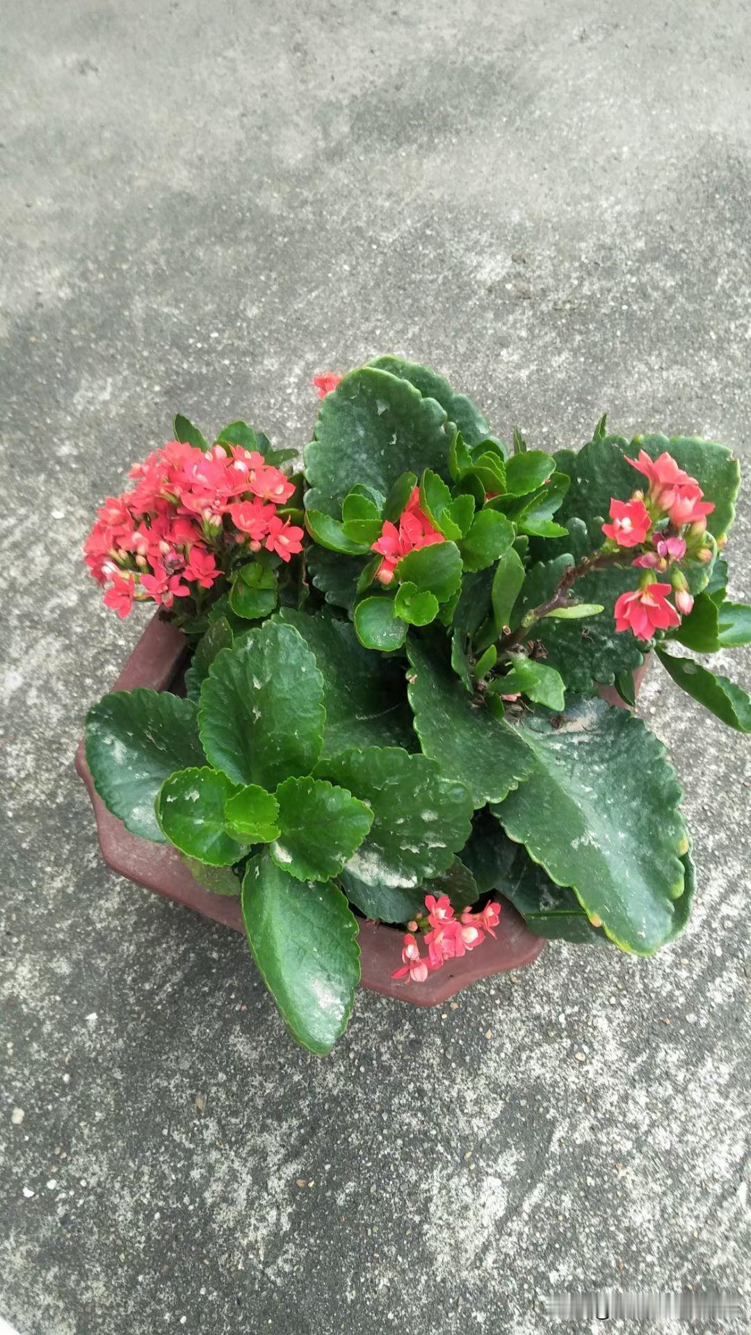 晒图笔记大赛这个家种的花也亮眼。绿色出油亮，红色花更艳。