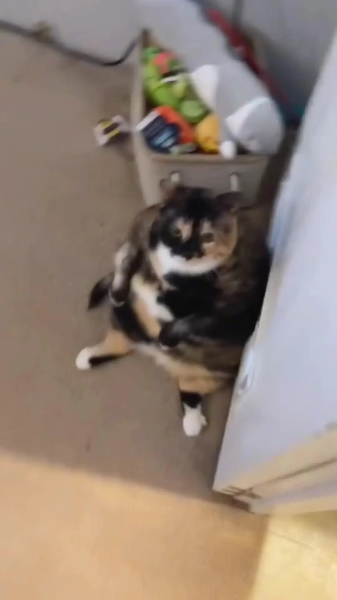 这一小坨猫谁受得了  猫咪 肥猫