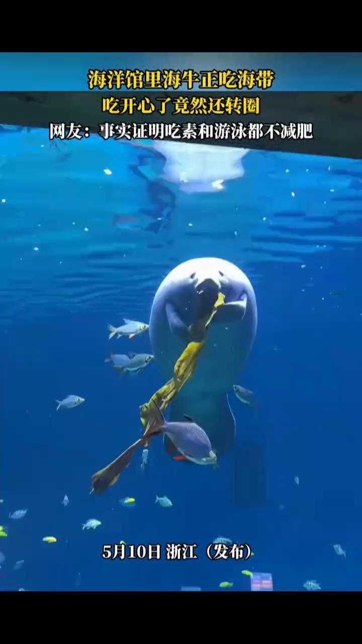 海洋馆里海牛正吃海带，吃开心了竟然还转圈。
网友：事实证明吃素和游泳都不减肥。
