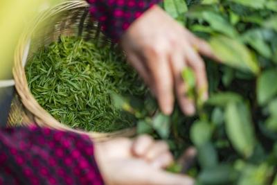 研究发现：茶叶是打通人体经络最有效的食品？不同茶叶，有何归经

在探索自然界中的