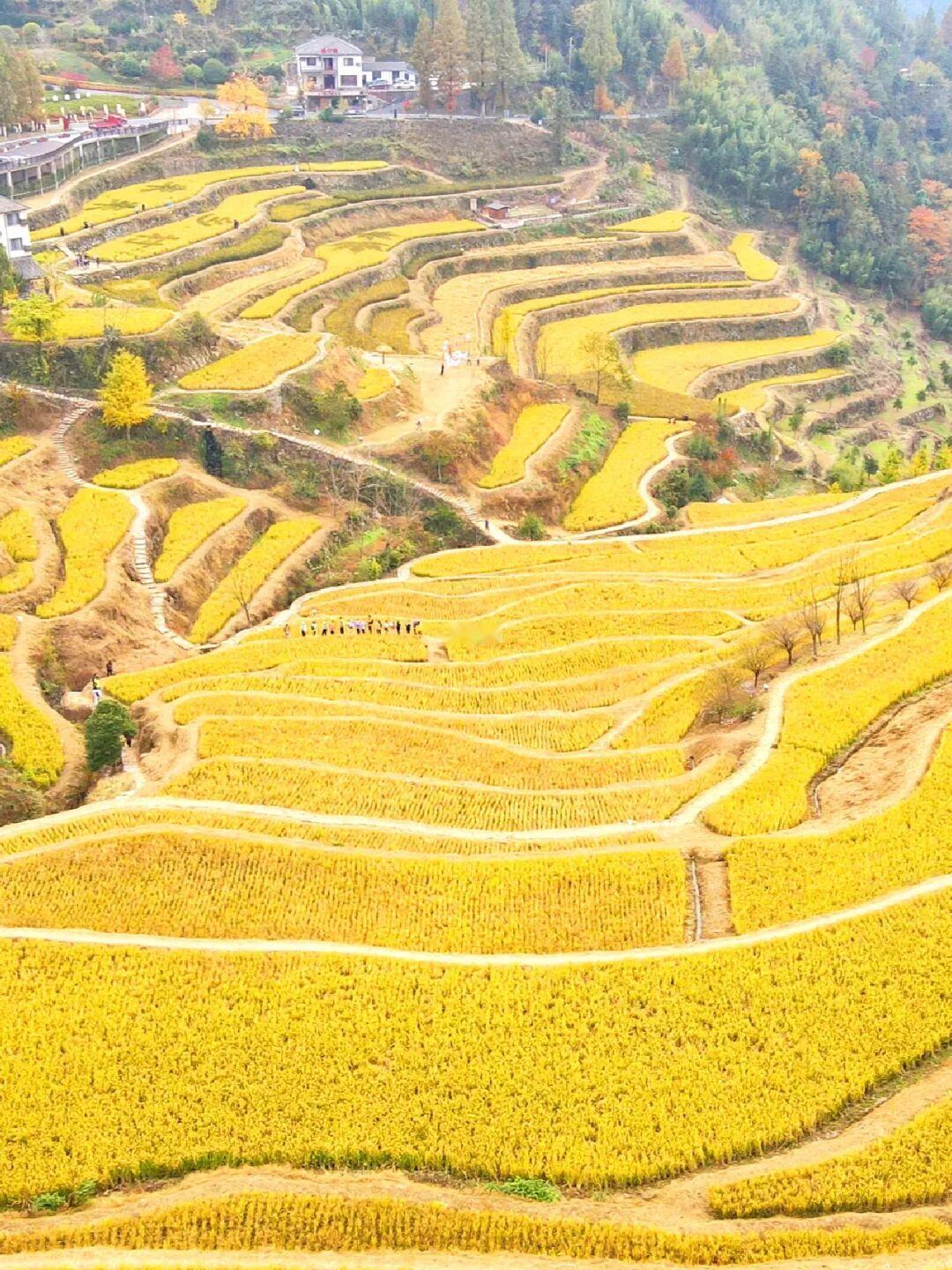 杭州出发1h❗️找到了童话里的金色稻田🌾