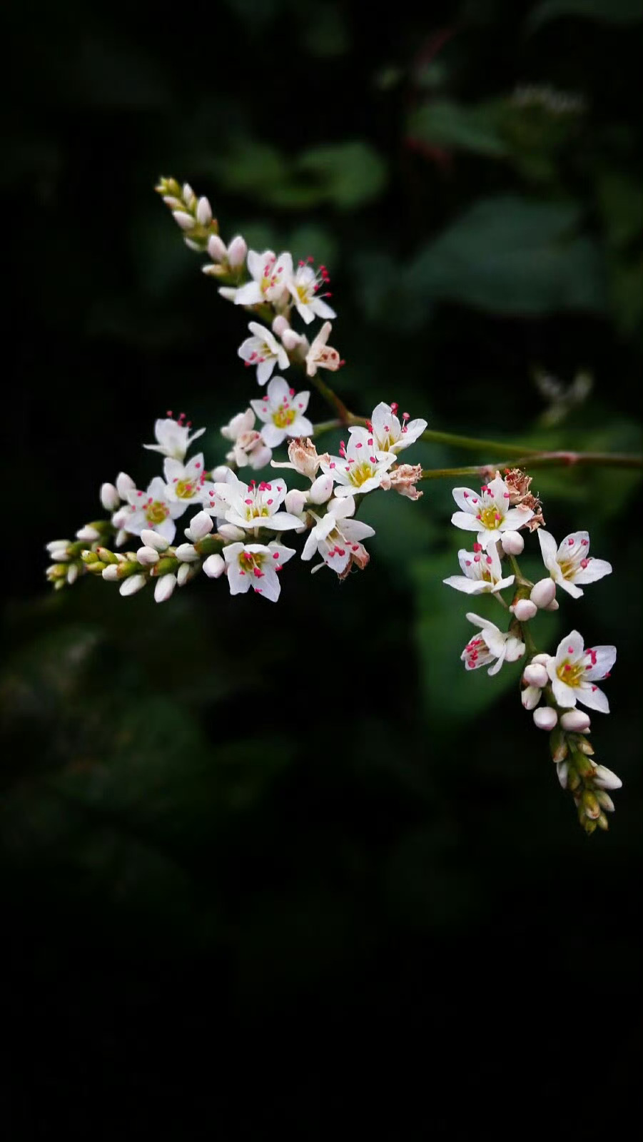 #你不知道的古都郑州# 夏至的一碗饸饹在河南郑州的街道上会有不少卖饸饹的店铺，类