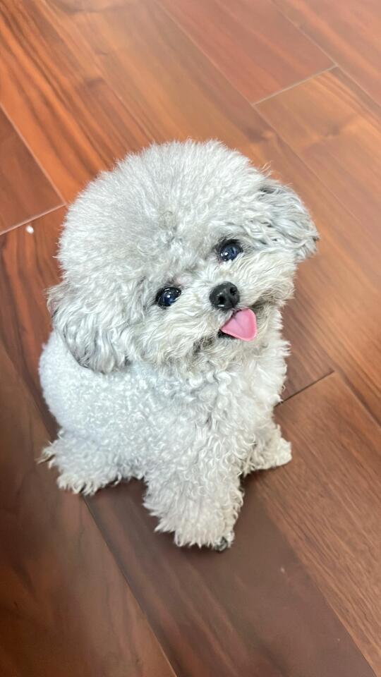 想捏住小舌头😋