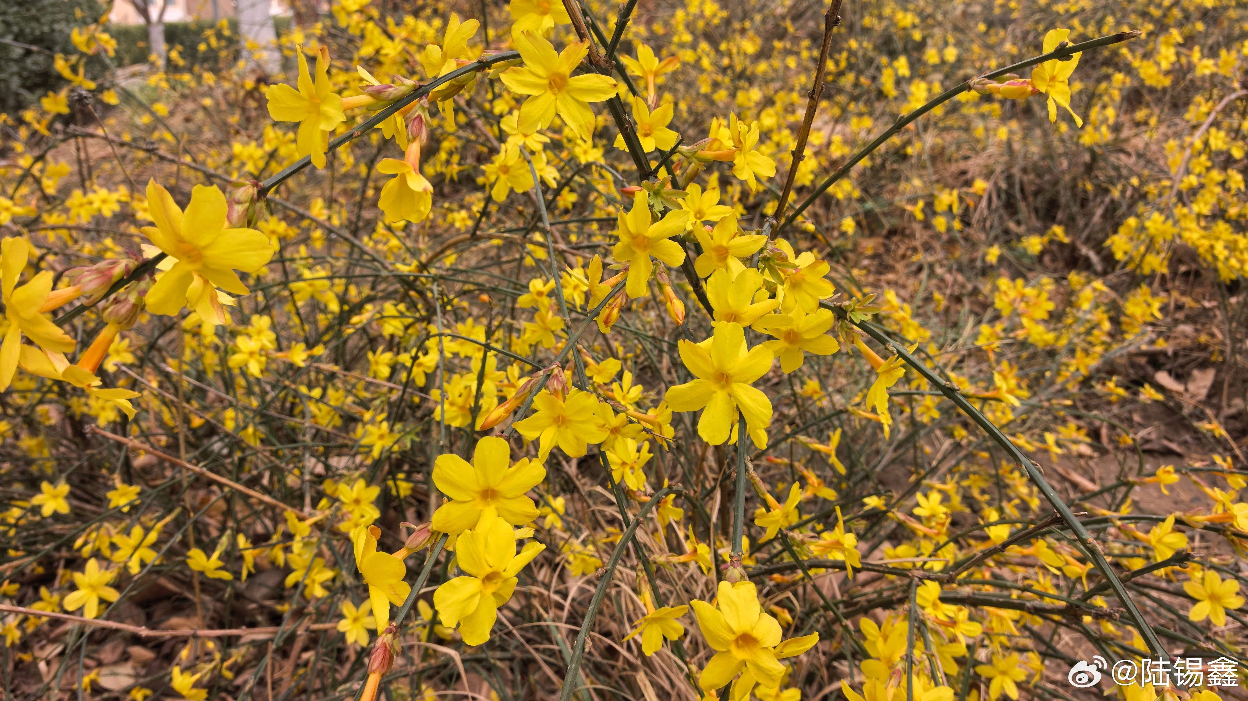 【春天陆工微语 】花开花谢又一年，但此花非彼花了。人生百年很短暂，但自己就是自己