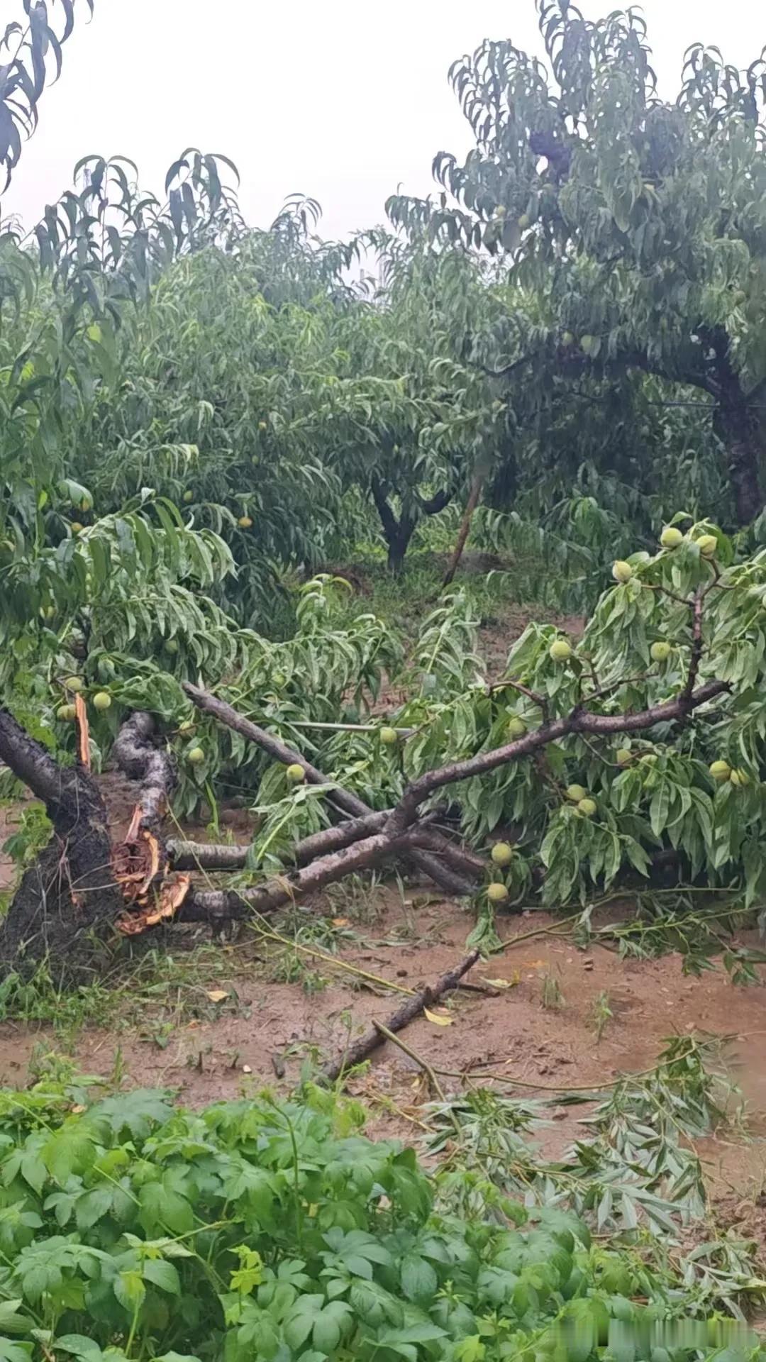 夏日生活打卡季被狂风暴雨受伤的桃树终于有说法了，凡是投保的果农都会补偿，这个桃树