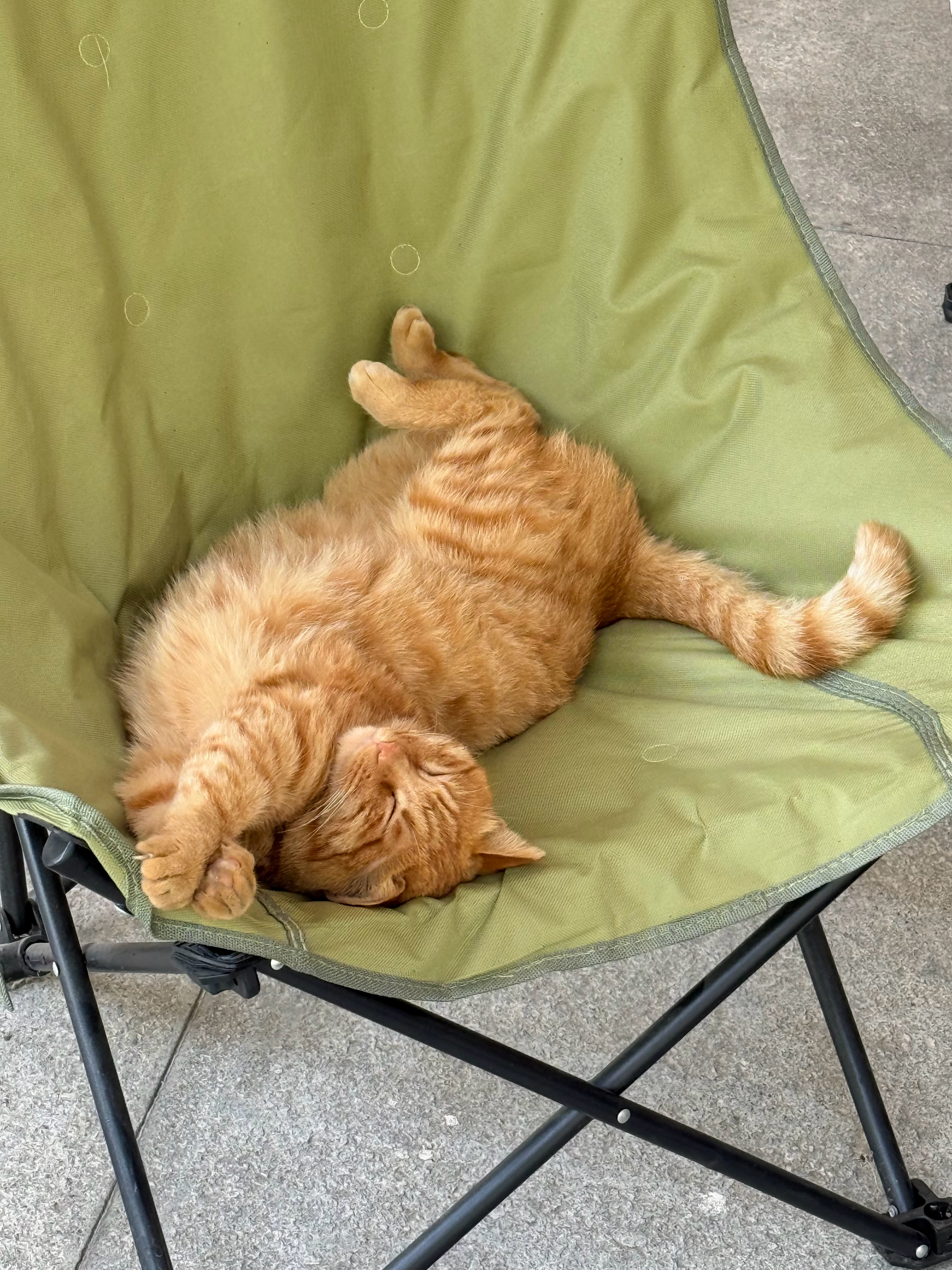 猫儿这个伸懒腰 ​​​