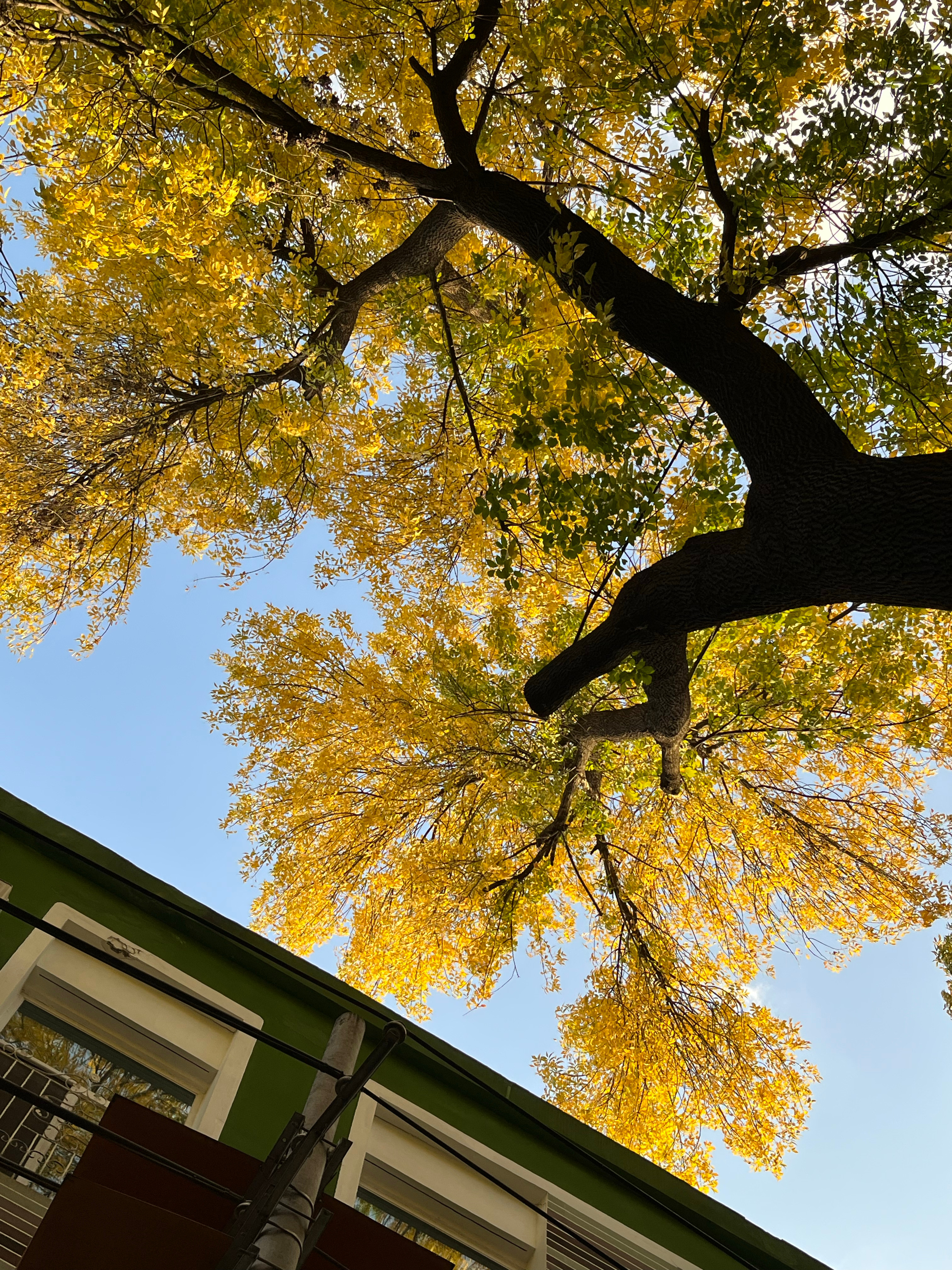 又到了最爱的季节/🍂🍁 ​​​
