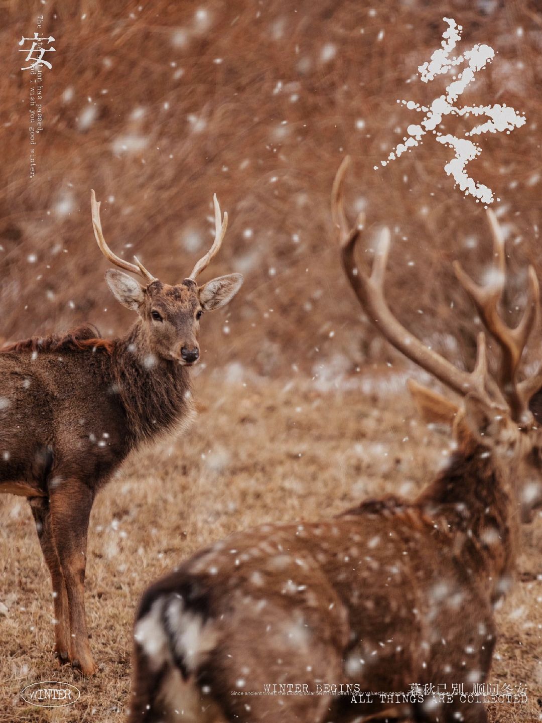 去什么🤔日本奈良，大连的鹿🦌不香吗？