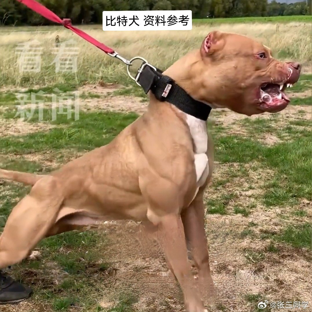 主人解开狗绳2只狗将路人撕咬致死咬人的是比特犬，属于禁养犬。该犬种非常凶猛，有很