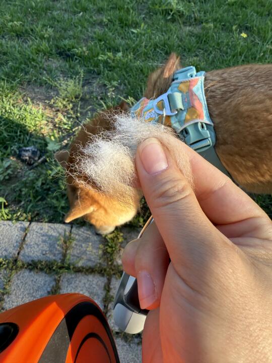 柴犬换毛的时候论撮掉毛